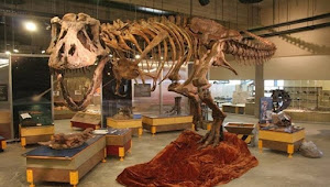Scotty, Dinobatkan Sebagai T Rex Terbesar Di Dunia