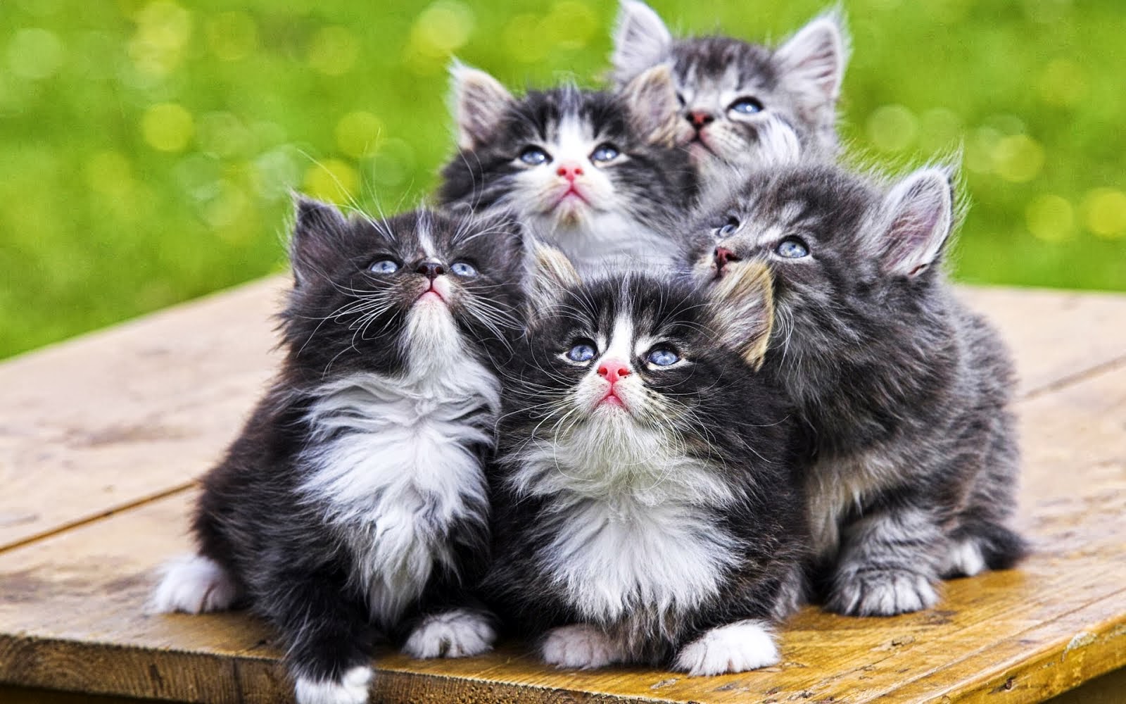 Kumpulan Kucing Lucu Gif Lengkap