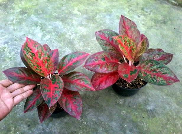 Inspirasi Istimewa 17+ Gambar Daun Aglonema