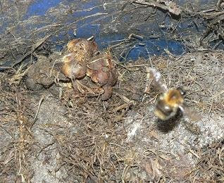 bumblebee nest