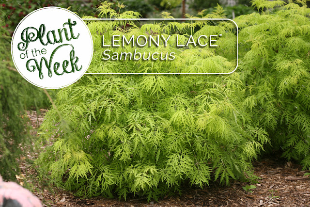 Plant of the Week: Lemony Lace elderberry