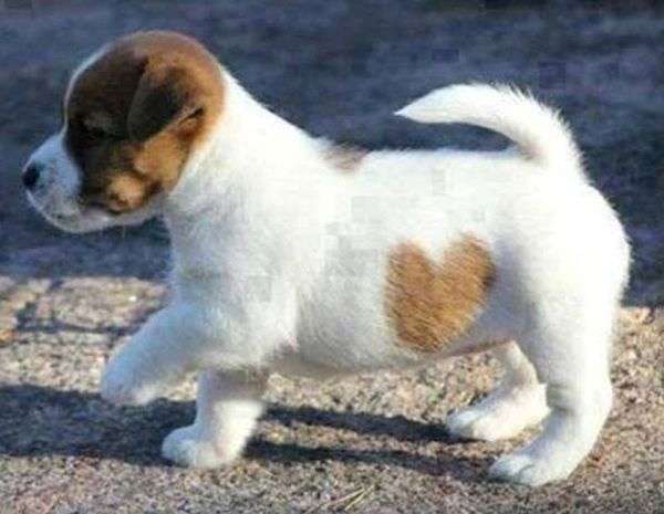 Cute puppy with a heart on his fur