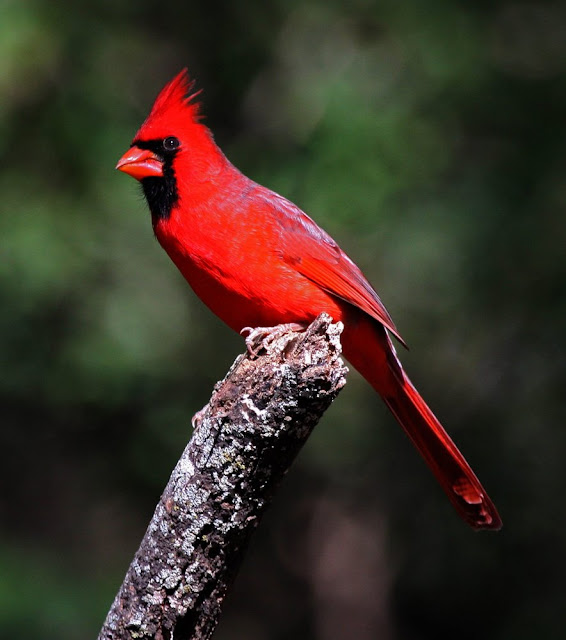 Male Cardinal Bird