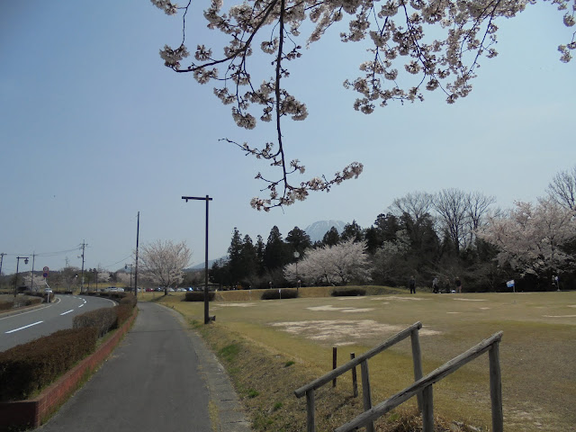 伯耆町総合スポーツ公園のソメイヨシノ桜