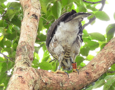 鳳頭蒼鷹