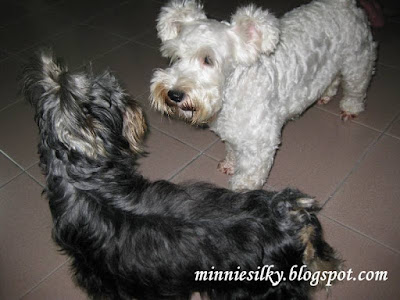 White Schnauzer