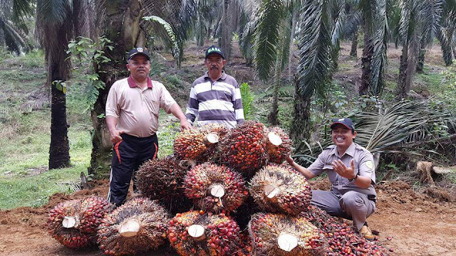 Cara Pemupukan Agar Kelapa Sawit Berbuah Banyak dan Lebat