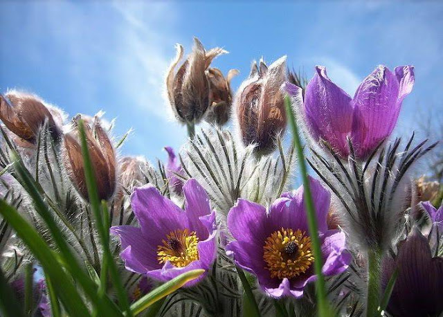 Hairy Flowers