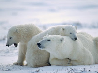 Pequeños osos polares con su madre