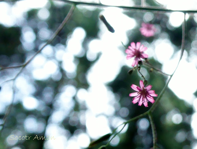 Lactuca sororia