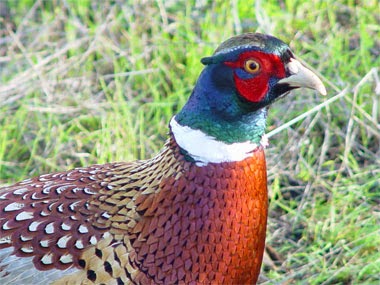 http://www.statesymbolsusa.org/South_Dakota/ringneck_pheasant.html