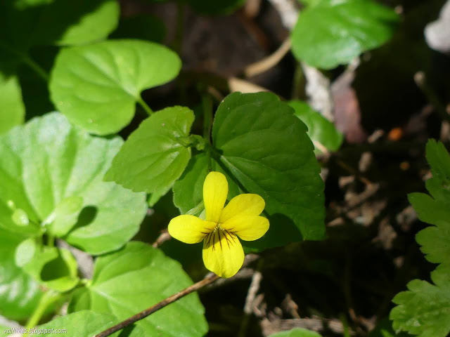 52: yellow violet