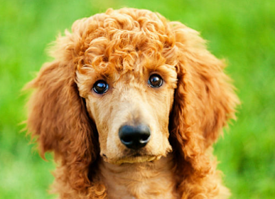 Poodle