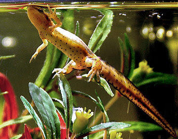 salamander,newt, newts