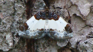 Mesoleuca albicillata DSC57549