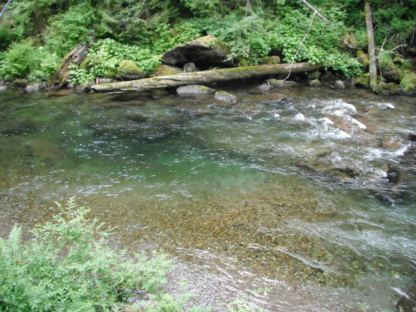 Where I have Fished: Canyon Creek, Southwest Washington