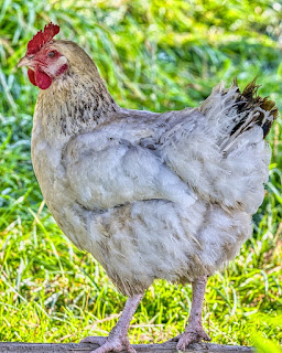 Ternak Ayam Kampung