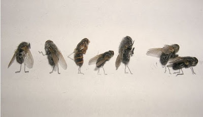 dead flies art