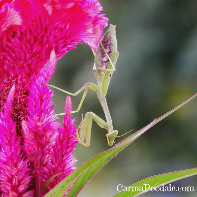 Full-body-praying-mantis