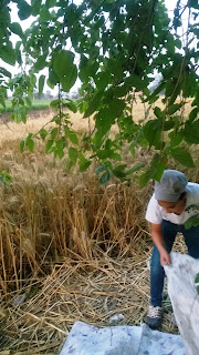 بركة السبع,ادارة بركة السبع التعليمية,Berries in Berkit El-Saba' , Al Minufiyah, berries, egypt, health, nutrition, اكل التوت, التوت, الحسينى محمد, الخوجة, الصحة, المعلمين, berries, أكل التوت فى بركة السبع’التوت, الحسينى محمد, الخوجة, المنوفية, بركة السبع, فوائد اكل التوت