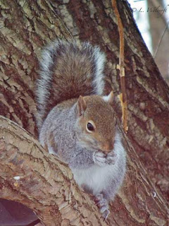 gray squirrel