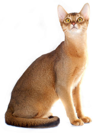 Abyssinian Cat Breed Images