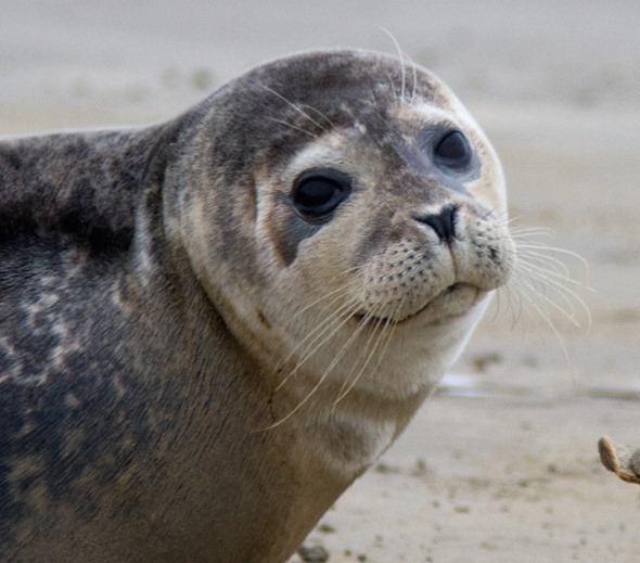 12_02_04_sandwich_common_seal164