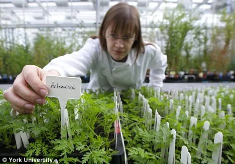 Exceptional Botanical Kills 98% of Cancer Cells in Under 24 Hours