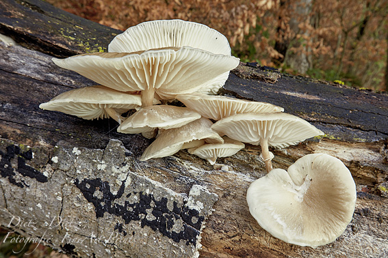 Austern-Seitlinge (Pleurotus ostreatus)