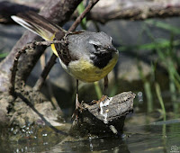 Lavandera boyera. (Motacilla flava)