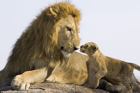 Lion cub meets his dad for the first time on Kenya, Father and son lay eyes on one another for the first time