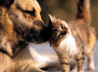 pets cat and dog animal picture