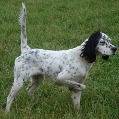 English Setter Pictures