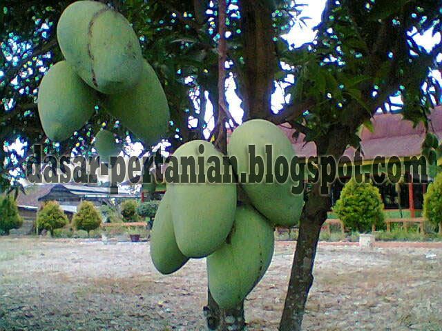 Manfaat Pupuk Perangsang Buah