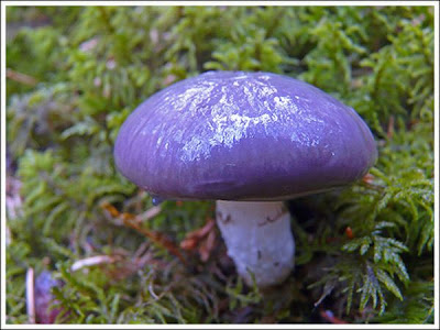 mushrooms, wild mushrooms, dried mushrooms, mushroom