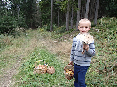 grzyby 2017,grzyby na Orawie, borowiki jadalne, koźlarze, impreza urodzinowa