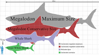 Ukuran megalodon