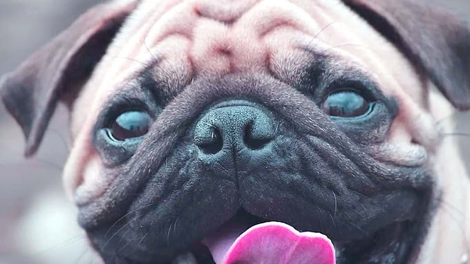 Comment nettoyer les rides du bouledogue français