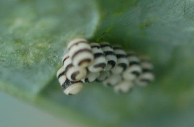 Harlequin bug eggs