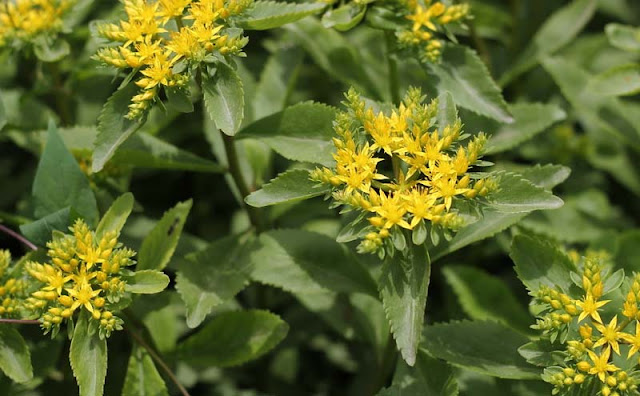 Sedum Aizoon Flowers Pictures