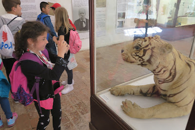 Italian school girl photographs a stuffed tiger. Pisa Museum of Natural History.