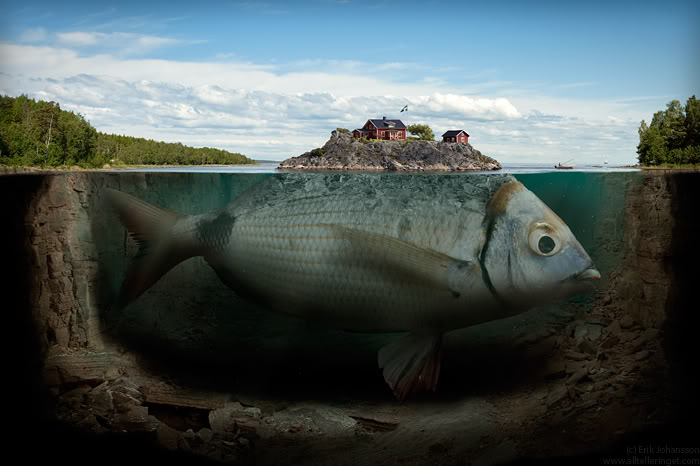 ZONA MANCING Beberapa Ikan Terbesar Di Dunia