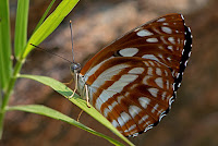 Phaedyma columella the Short-banded Sailor butterfly