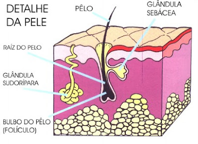 genética do cabelo, cabelo normal, cabelo oleoso, cabelo seco, cabelo