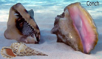 conch