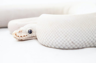 Rare white snake found in Australia