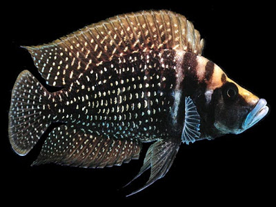 Altolamprologus Calvus