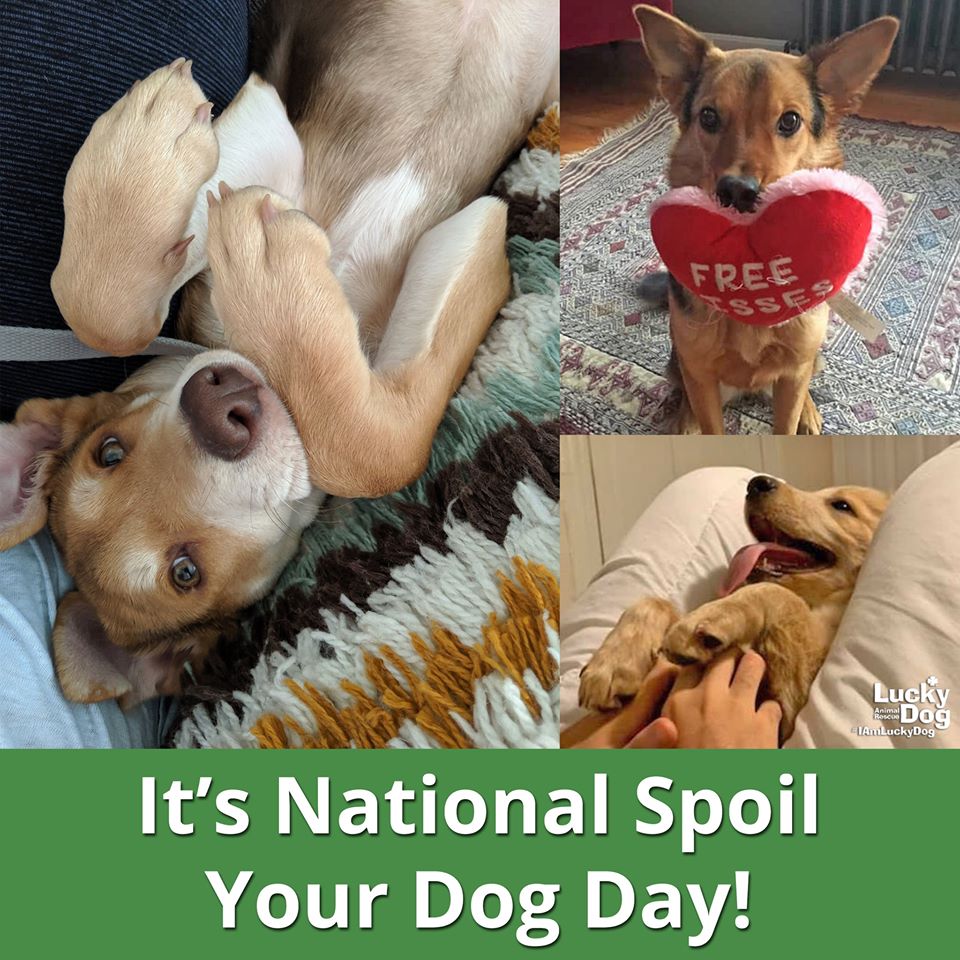 National Spoil Your Dog Day