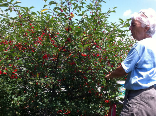 picking cherries