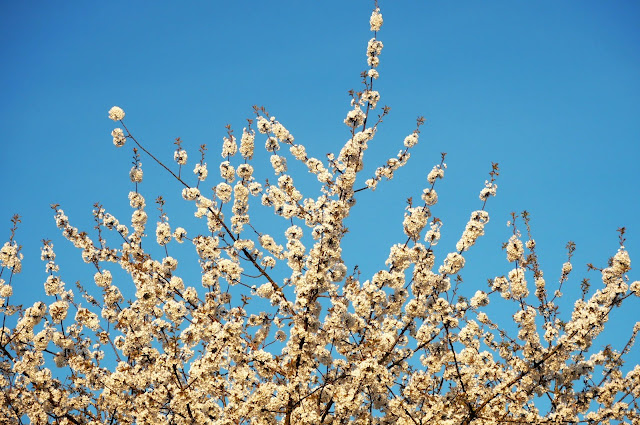 Spring Blossom 